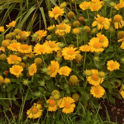 Gaillardia x g. 'Mesa Yellow' #1