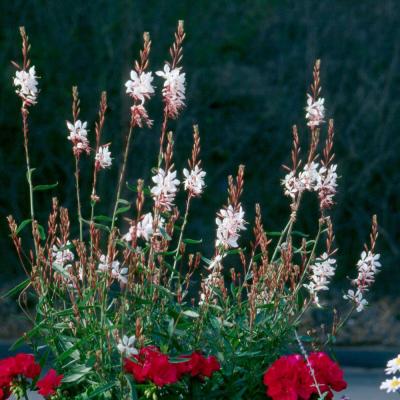 Gaura l. 'Whirling Butterflies' #1