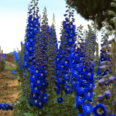 Delphinium e. 'Cobalt Dreams' #1