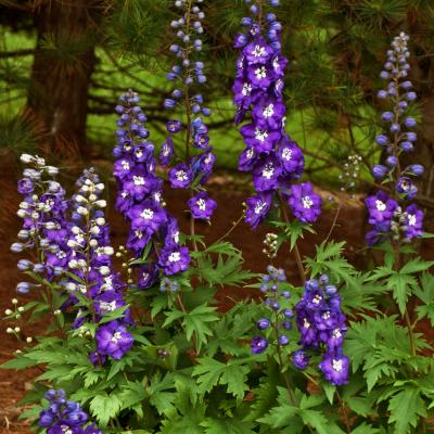 Delphinium e. 'Purple Passion' #1