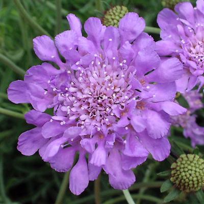 Scabiosa c. 'Butterfly Blue' #1