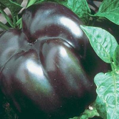 Pepper 'Purple Beauty' 6 pak