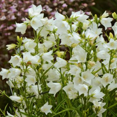 Campanula per. 'Takion White' #1