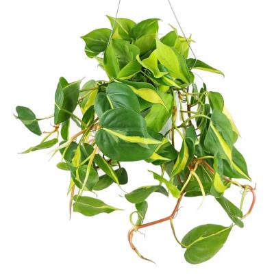 Philodendron 'Brasil' 4"