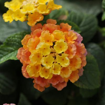 Lantana 'Little Lucky Peach Glow' 4.5" pot