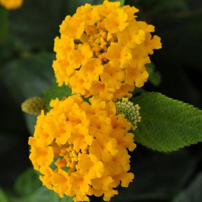 Lantana 'Little Lucky Pot of Gold' 4.5" pot