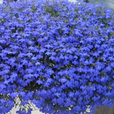 Lobelia 'Techno Heat Electric Blue' 10" HB