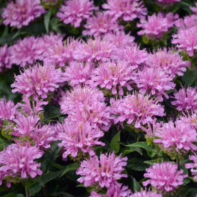 Monarda d. 'Pardon My Lavender' #1