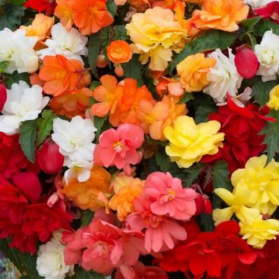 Begonia 'Illumination Mix' 10" HB