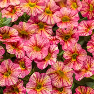 Calibrachoa 'Superbells Tropical Sunrise' 10" HB