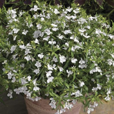 Lobelia 'Techno Heat Upright White' 4.5" pot