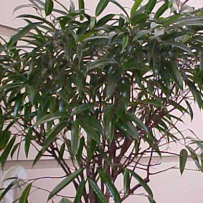 Ficus maclellandii 'Alii' 10" STD