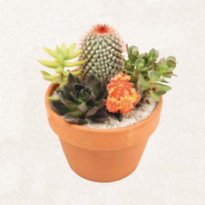 Cactus Garden with Neon Graft 5"