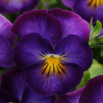 Viola c. 'Halo Violet' #1