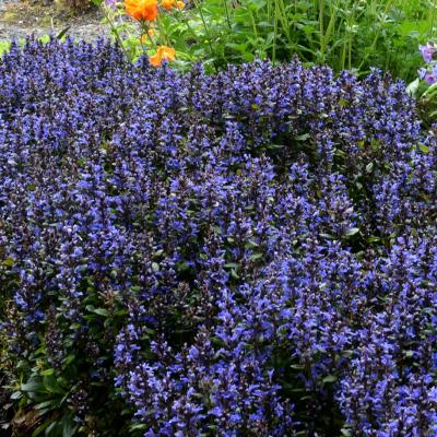 Ajuga r. 'Blueberry Muffin' #1
