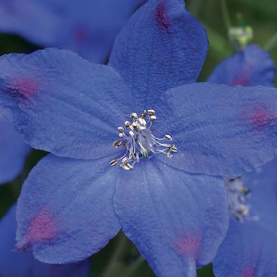 Delphinium g. 'Diamonds Blue' #1
