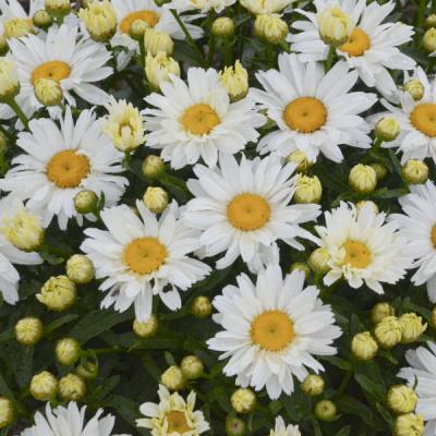 Leucanthemum x s. 'Cream Puff' #1