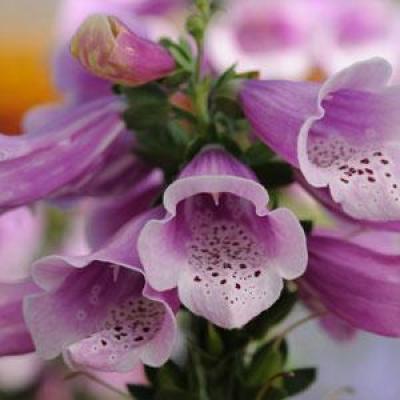Digitalis p. 'Dalmatian Rose' #1