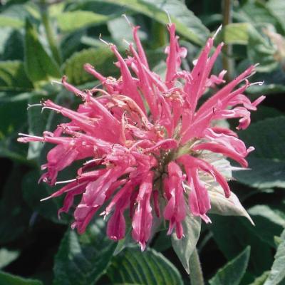 Monarda d. 'Coral Reef' #1