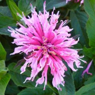 Monarda d. 'Balmy Pink' #1