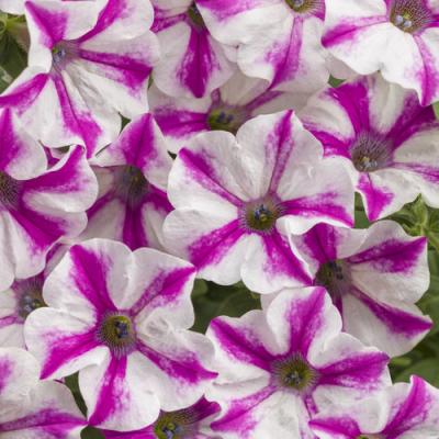 Petunia 'Supertunia Lovie Dovie' 10" HB