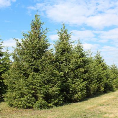 Picea abies 5-6' B&B