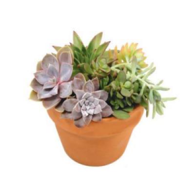 Garden - Echeveria Planter 5"