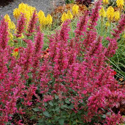 Agastache x 'Morello' #1