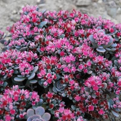 Sedum x 'Blue Elf' #1