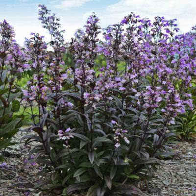 Penstemon d. 'Blackbeard' #1