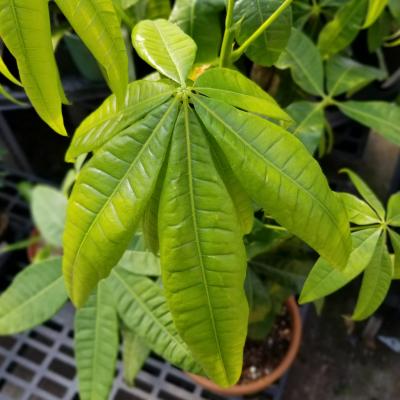 Pachira aquatica 6" BRAID