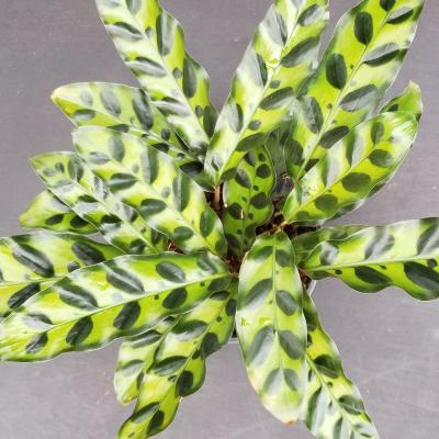 Calathea lancifolia 6"