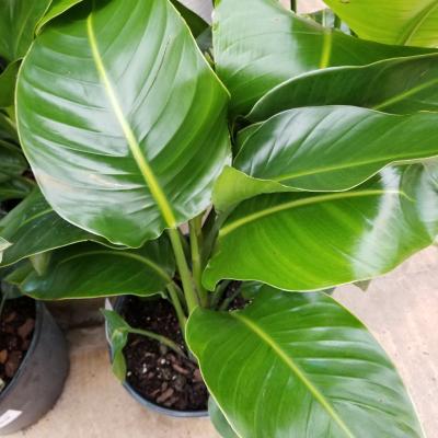 Strelitzia nicolai 'White' 10"