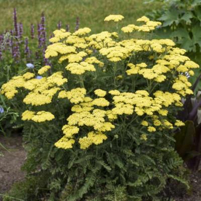 Achillea x 'Firefly Sunshine' #1 PW