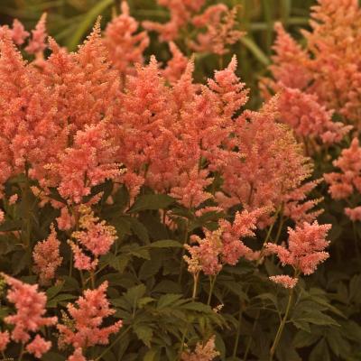 Astilbe j. 'Peach Blossom' #1
