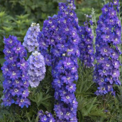 Delphinium e. 'Stars' #1