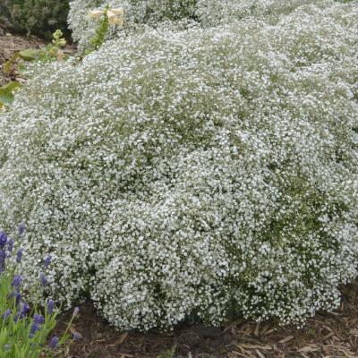 Gypsophila p. 'Summer Sparkles' #1