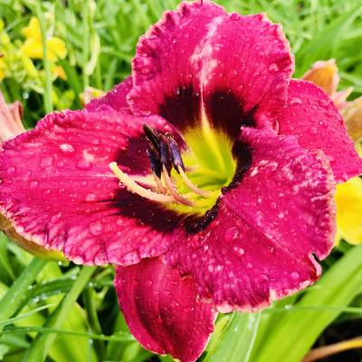 Hemerocallis 'Always Afternoon' #1