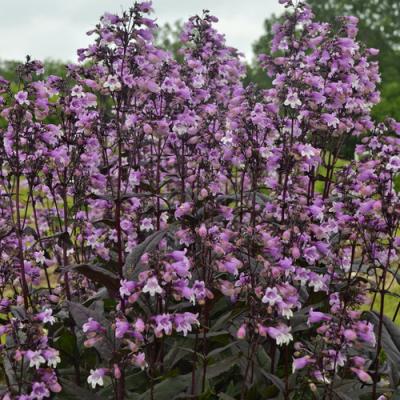 Penstemon d. 'Midnight Masquerade' #1