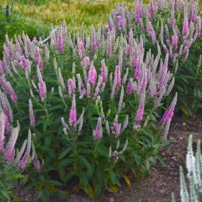 Veronica x 'Pink Potion' #1 PW