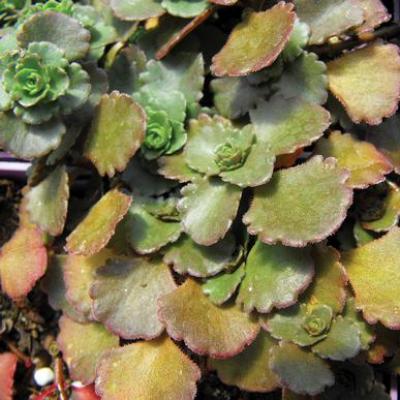 Sedum spur. 'Bronze Carpet' #1