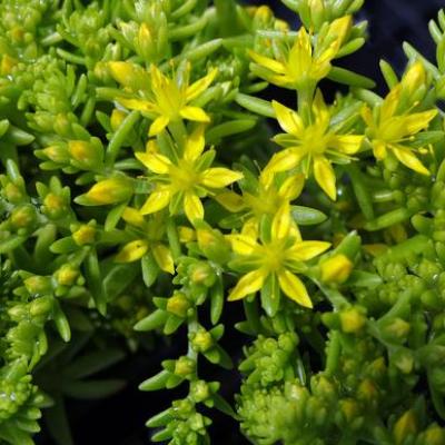 Sedum x 'Lemon Ball' #1