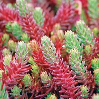 Sedum ochroleucum 'Red Wiggle' #1