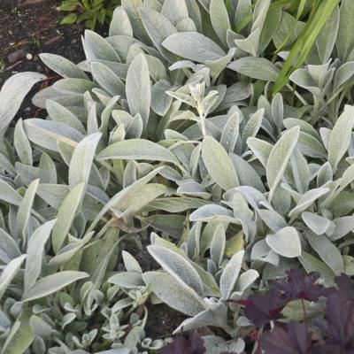 Stachys b. 'Fuzzy Wuzzy' #1