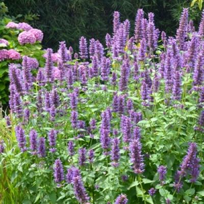 Agastache x 'Blue Boa' #1