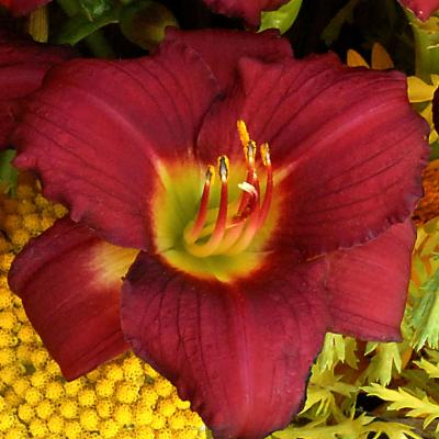 Hemerocallis 'Pardon Me' #1