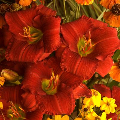Hemerocallis 'Funny Valentine' #1