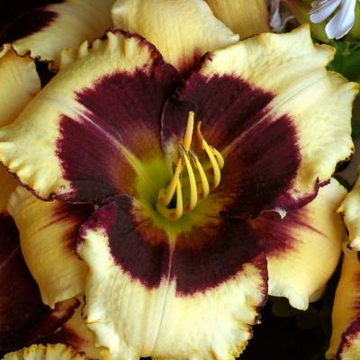 Hemerocallis 'Blackthorne' #1