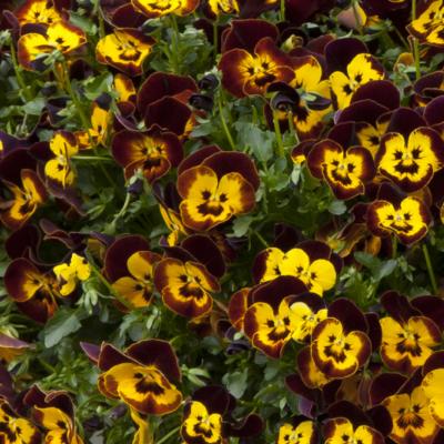 Pansy 'Cool Wave Fire' 8" color pot