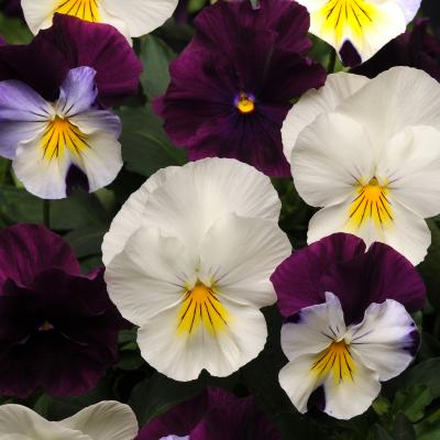 Pansy 'Cool Wave Berries N Cream Mix' 10" HB